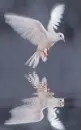 white pigeon
