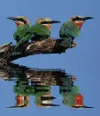 bee eaters