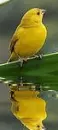 bird,animated,