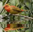 bird,animated,