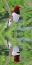 bird,animated,