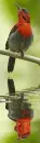 bird,animated,
