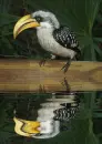 bird,animated,