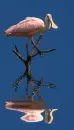 bird,animated,