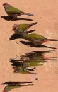 bird,animated,