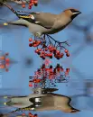 bombycilla