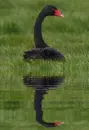 black swan