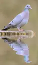 blue pigeon