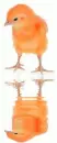 colour chick
