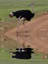 ostrich