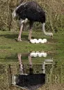 ostrich