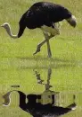 ostrich