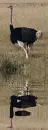 ostrich