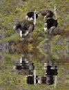 ostrichs