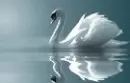 swan
