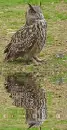 owl