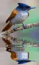 flycatcher
