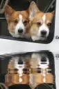 2 corgi