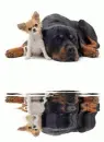 2 dog