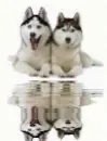 2 husky