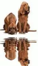 2 dog