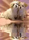 2 dog