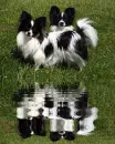 2 papillon