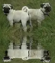 2 pug
