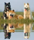 3 akita inu