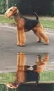 airdale terrier