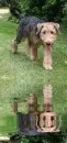 airdale terrier