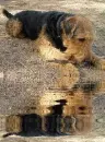 airdale terrier