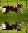 agility