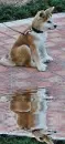 akita inu