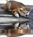 akita inu