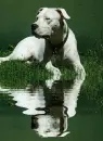argentine dog