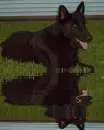 black german shepherd