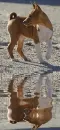 basenji