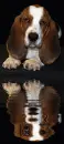 bassethound