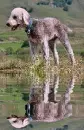 bedlington terrier