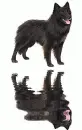 belgian shepherd