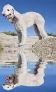 bedlington terrier