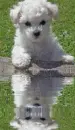 bichon