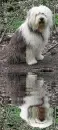 bobtail