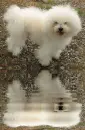 bolognese