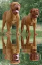 bordeaux dog