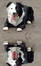 border collie