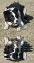 border collie