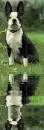boston terrier
