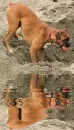 boxer